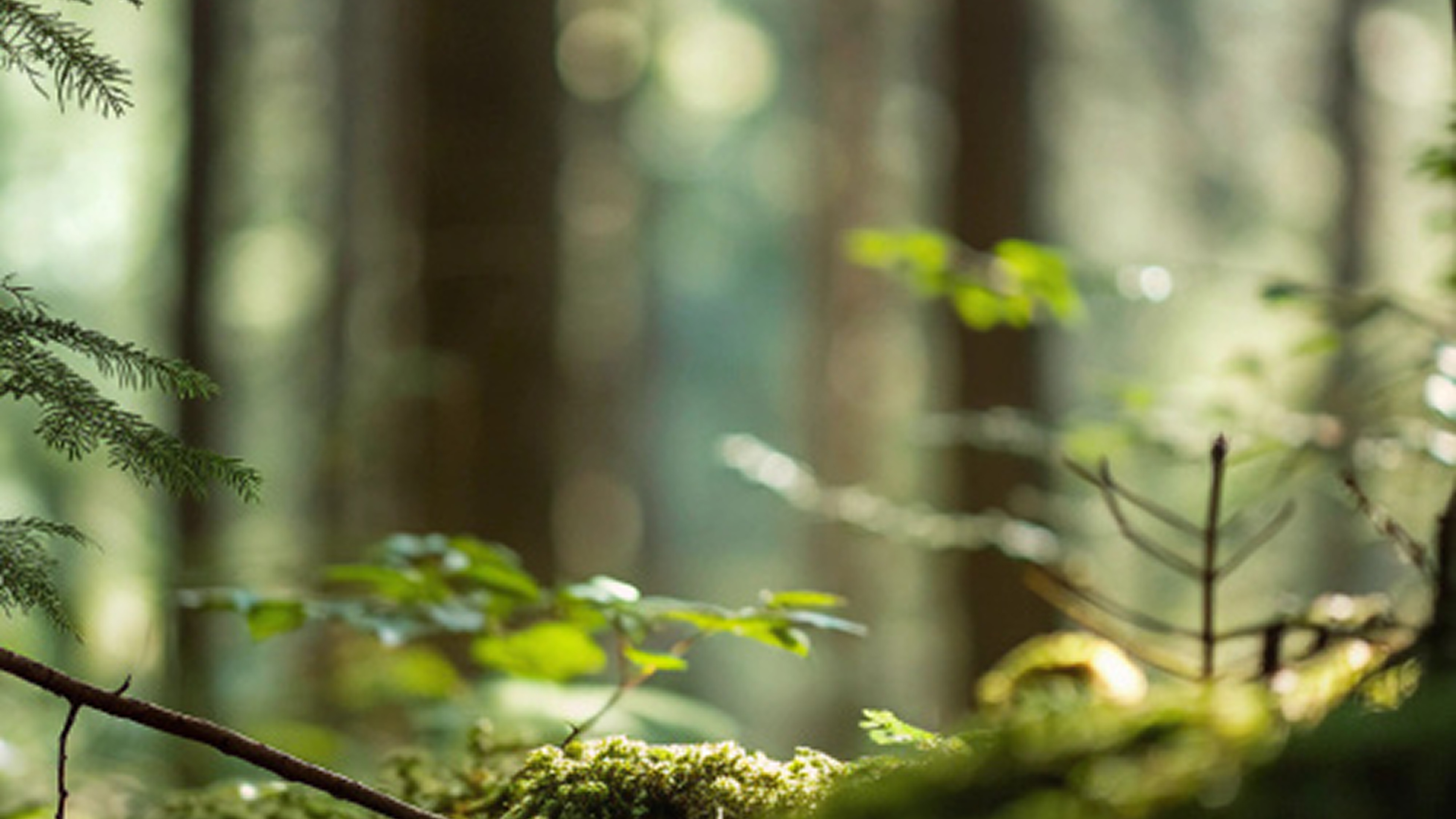 Ответственное лесопользование